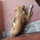 Jaipur Nagar Nigam — Stray Dog