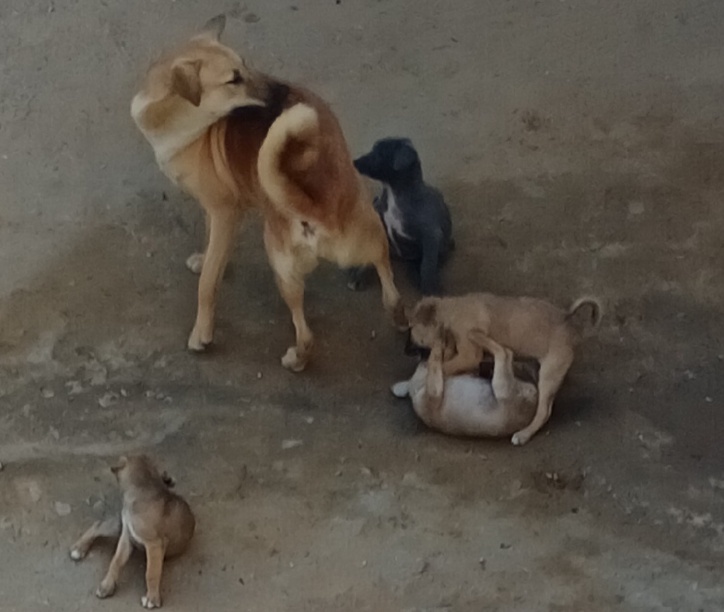 Jaipur Nagar Nigam — Stray Dog