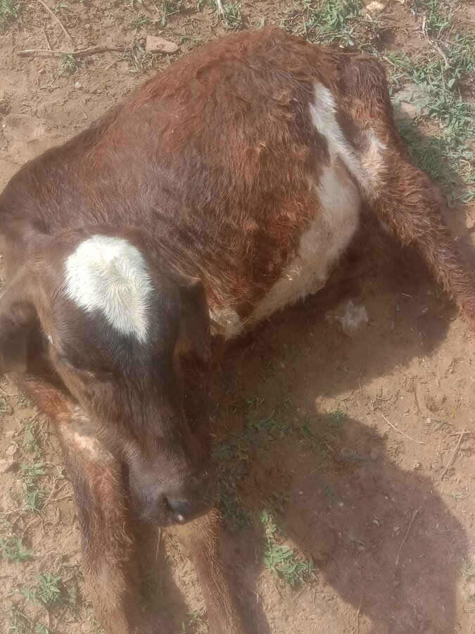 Jaipur Nagar Nigam — For complaint of awara cow