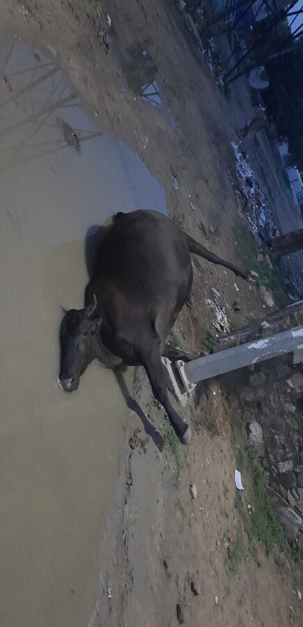 Municipal Corporation Of Jaipur — Dead cow removal