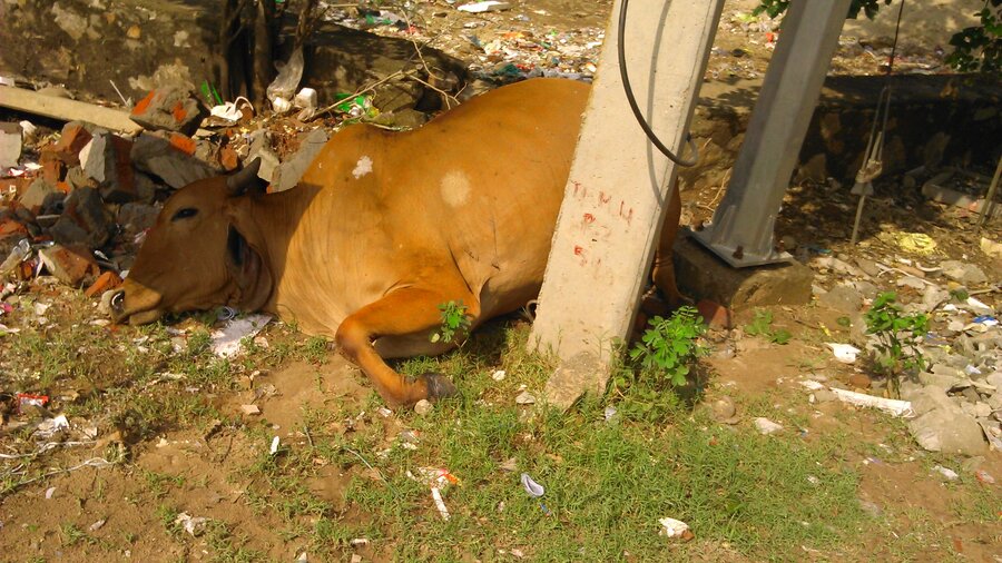 Resolved] Jaipur Nagar Nigam — Dead animal and garbage