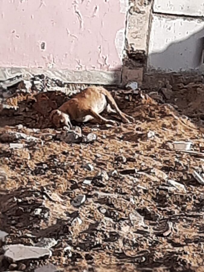 Resolved] Jaipur Nagar Nigam — Dead animal and garbage