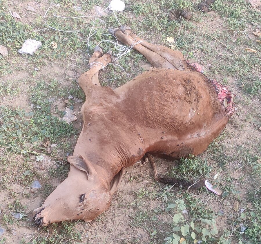 [Resolved] Jaipur Nagar Nigam — Dead animal and garbage